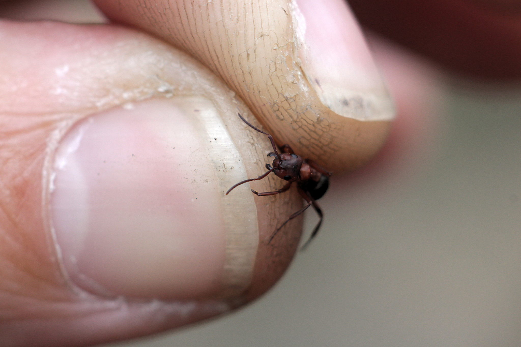 Formica sanguinea