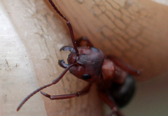 Formica sanguinea