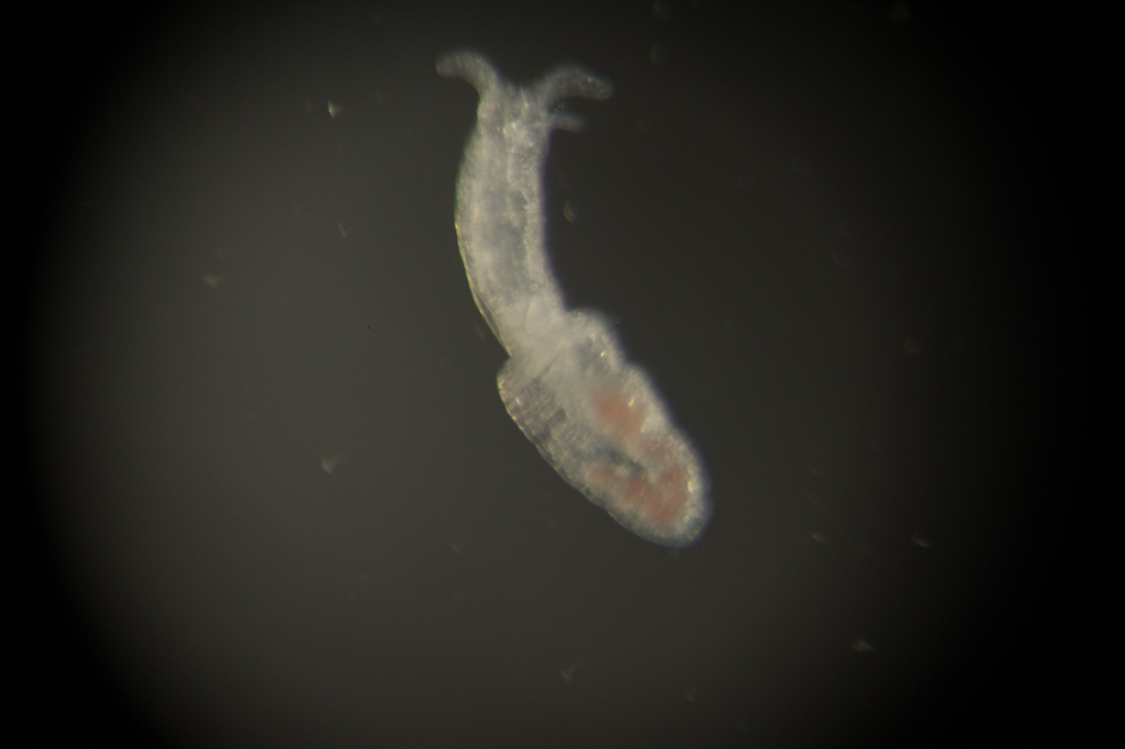Parhedyloidea