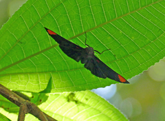 Melanis unxia