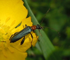 Oedemera croceicollis