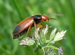 Diachromus germanus