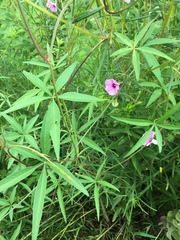 Ipomoea heptaphylla