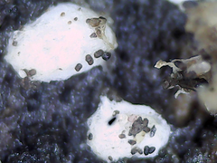 Crepidotus subverrucisporus