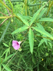 Ipomoea heptaphylla