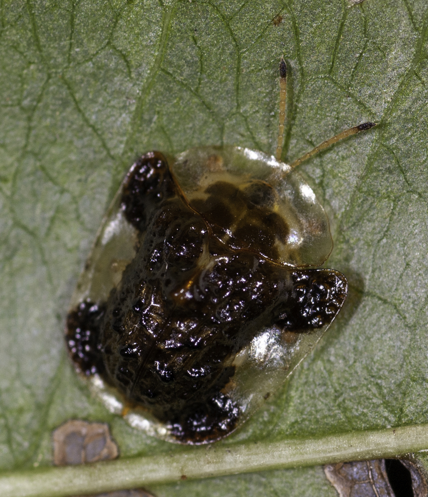 Helocassis