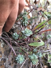 Sedum griseum