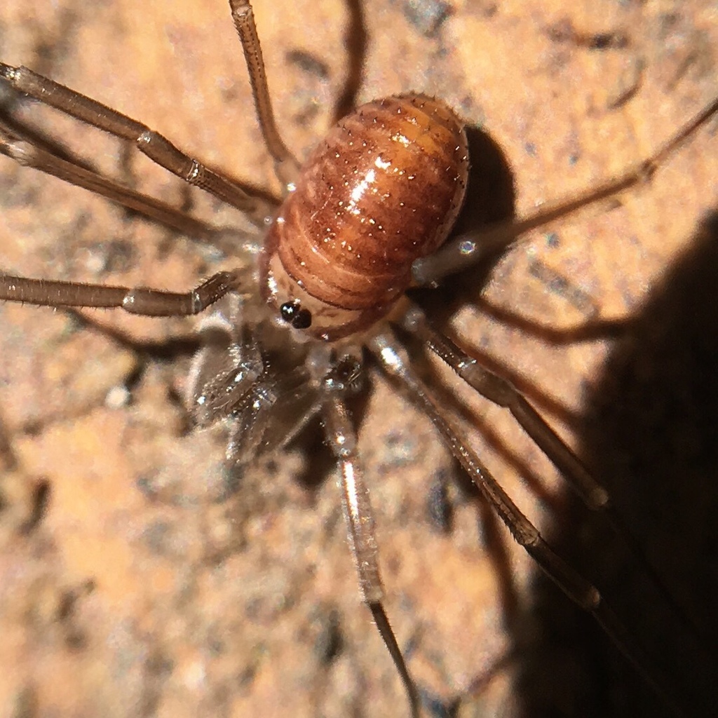 North American cavernicolous Harvestman