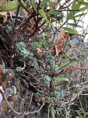 Sedum griseum