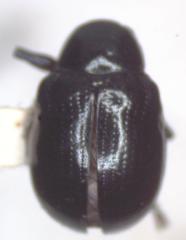 Typophorus