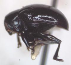 Typophorus