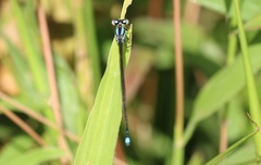 Argia indicatrix