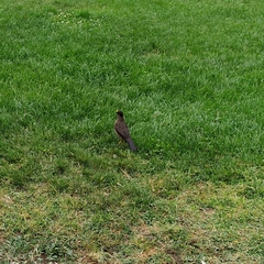 Turdus falcklandii magellanicus
