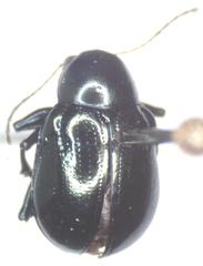 Typophorus nigritus chalceus