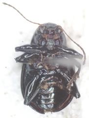 Typophorus nigritus chalceus