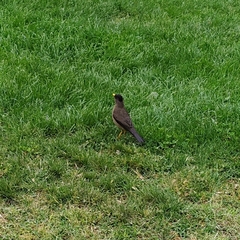 Turdus falcklandii magellanicus