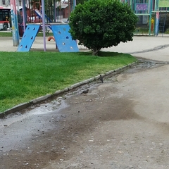 Turdus falcklandii magellanicus