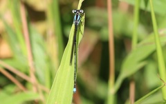 Argia indicatrix