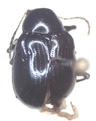 Typophorus nigritus chalceus