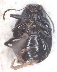 Typophorus nigritus chalceus