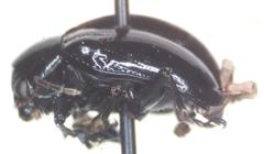 Typophorus nigritus chalceus