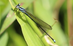 Argia indicatrix
