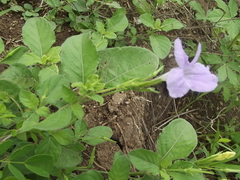 Ruellia intermedia