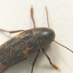 Dircaea liturata
