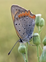 Lycaena phlaeas daimio