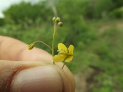 Cleome tenuis