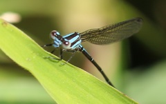 Argia indicatrix