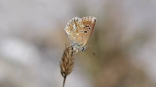 Aricia morronensis (Ribbe, 1910)
