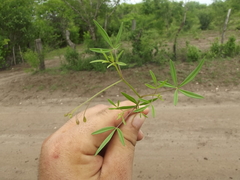 Cleome tenuis