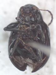 Typophorus nigritus chalceus