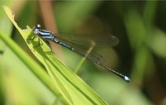 Argia indicatrix