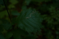 Stigmella lemniscella