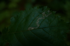 Stigmella lemniscella