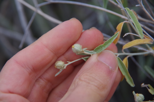 Image of Big Bend Croton (Croton bigbendensis) by (c) Eric Knight, some rights reserved (CC BY)