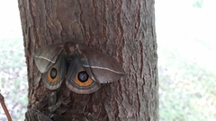 Automeris naranja