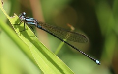 Argia indicatrix