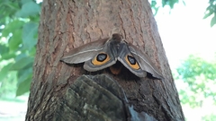 Automeris naranja