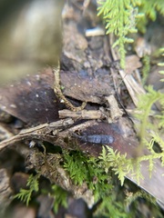 Pogonognathellus dubius