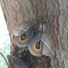 Automeris naranja