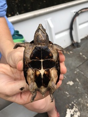 Sternotherus intermedius