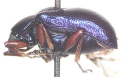 Colaspis impressa