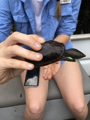 Sternotherus intermedius