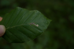 Stigmella tityrella