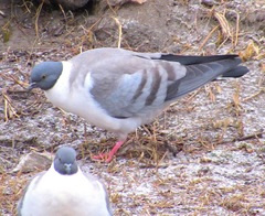 Columba leuconota