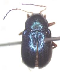 Colaspis impressa