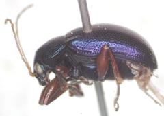 Colaspis impressa